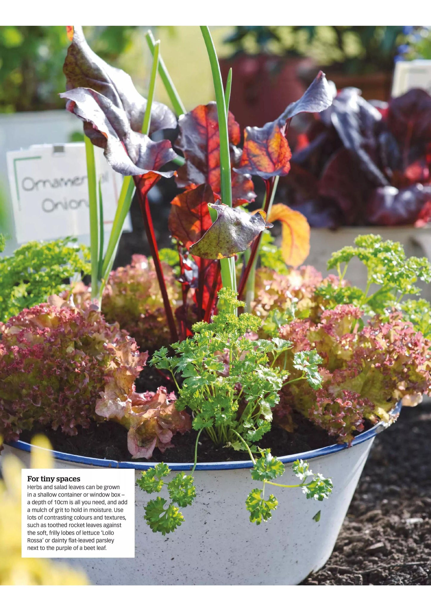 BBC Gardeners’ World Magazine – Grown Your Own 2025 Magazine Digital