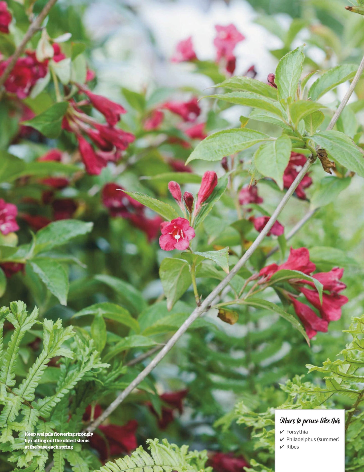 BBC Gardeners’ World Specials – Guide Your Pruning Year 2025 Digital