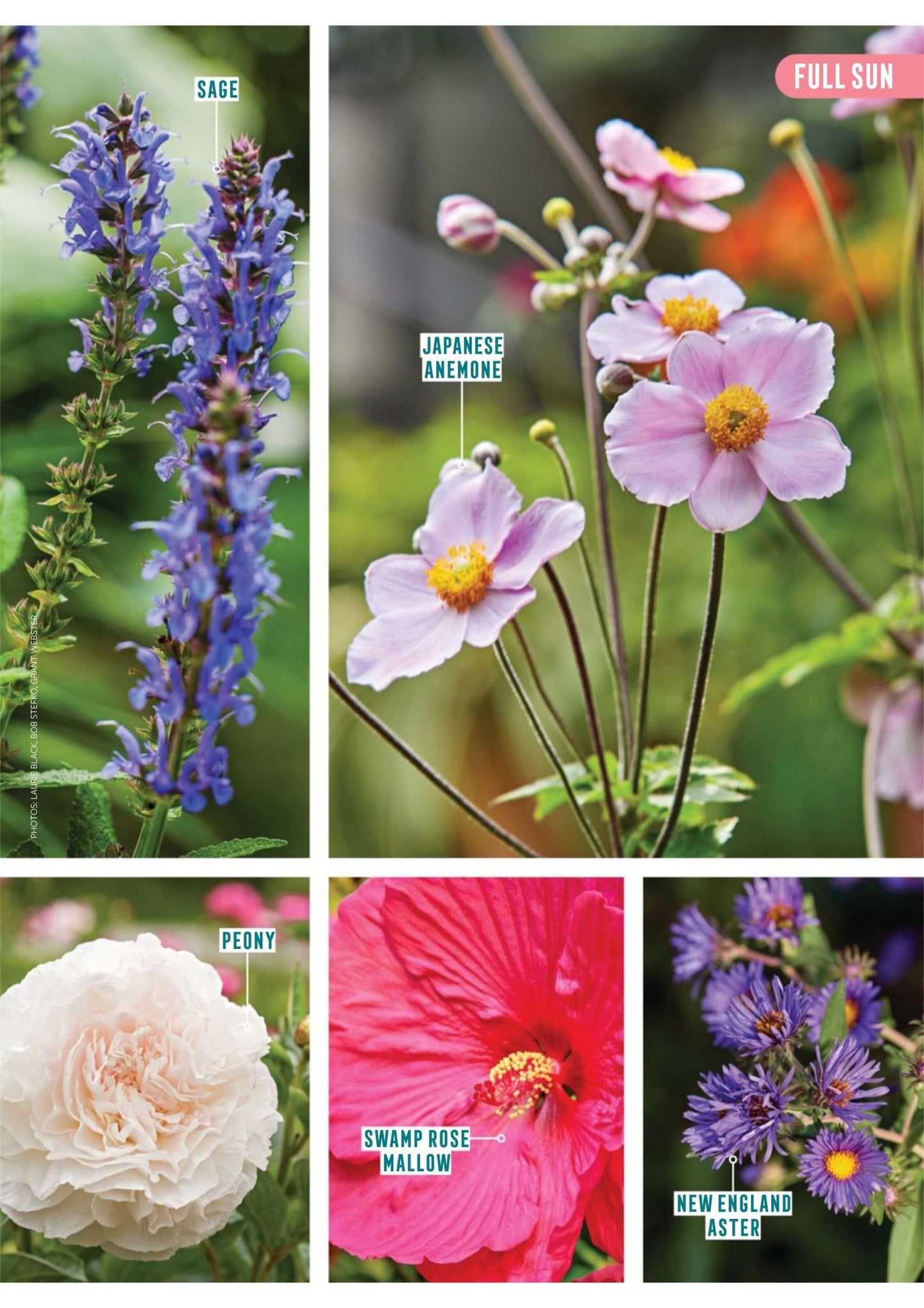 Better Homes & Gardens – Beds & Borders 2025 Magazine Digital
