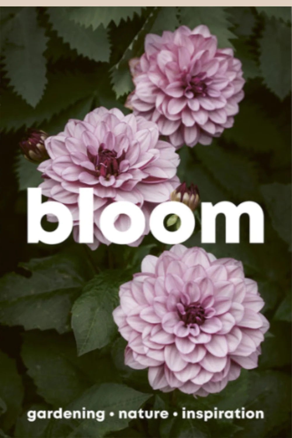 Bloom Magazine