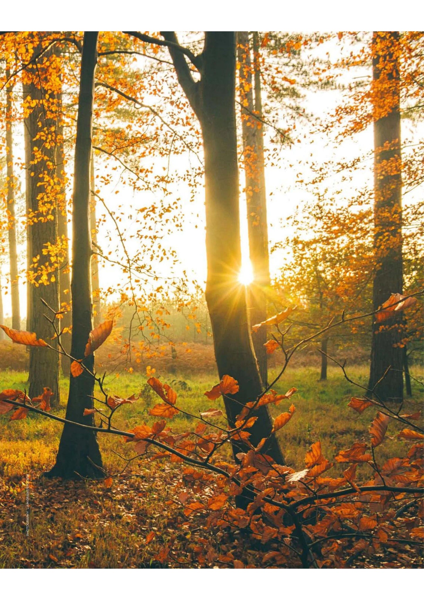 The Simple Things – November 2024 Magazine Digital