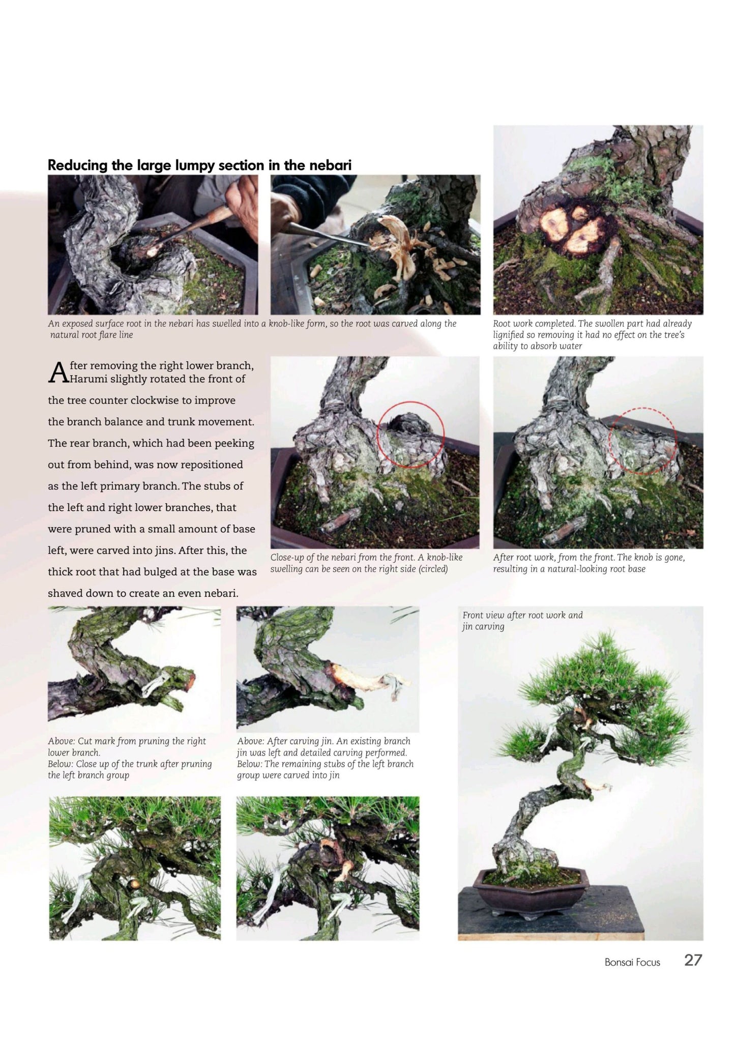 Bonsai Focus – July/August 2025 Magazine Digital