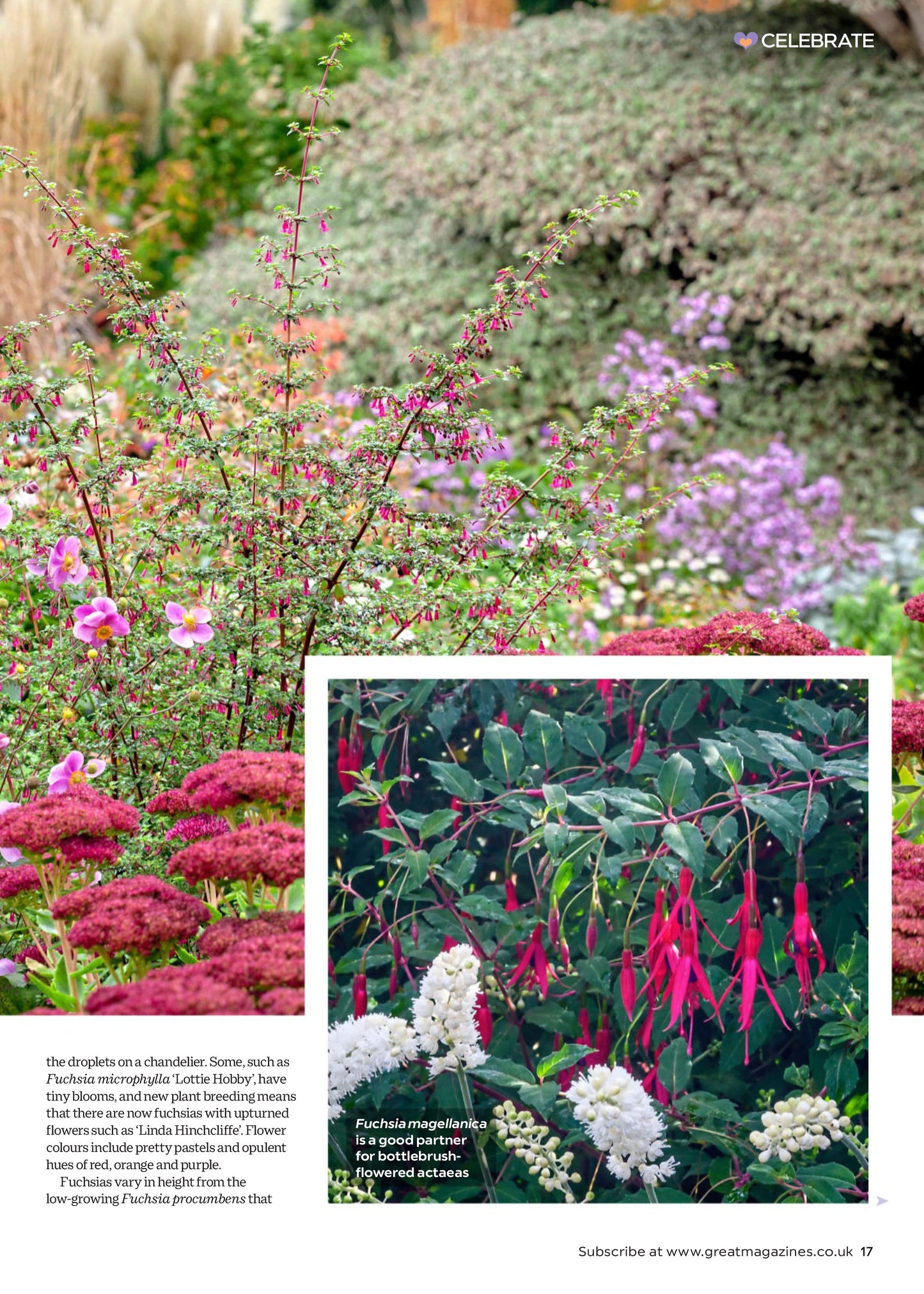Garden Answers – August 2025 Magazine Digital
