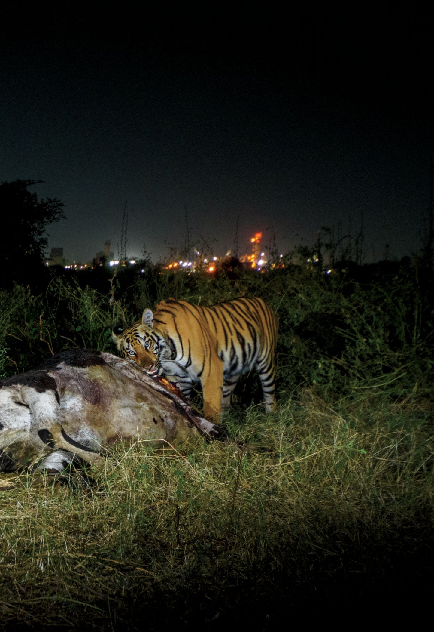National Geographic USA – October 2025 Magazine Digital