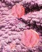 Cactus - Issue 21 Magazine